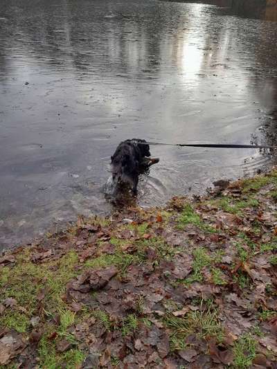 Mischlingshunde Foto Aufruf-Beitrag-Bild
