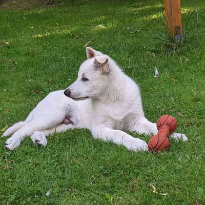 Hundetreffen-Gleichaltrige Hunde-Bild