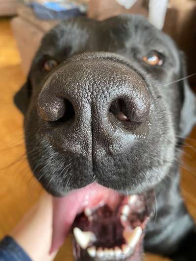 42. Handy Fotochallenge - Den richtigen Riecher haben-Beitrag-Bild