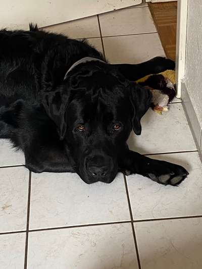 Wer hat Angst vor dem schwarzen Hund?-Beitrag-Bild