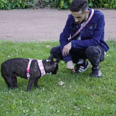 Hundetreffen-Dresden