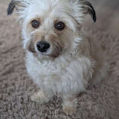 Scheinschwangerschaft & (chron.) Gastritis-Beitrag-Bild