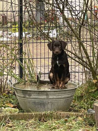 Hundetreffen-Spielpartner im Hopfengarten-Bild