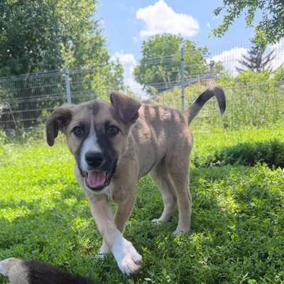 Hundetreffen-Junghund Treffen / HundeRunde / Spazieren /-Bild
