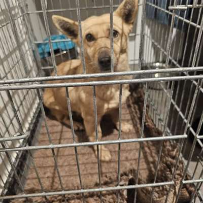 Entlaufene, Gefundene und Vermisste Hunde-Beitrag-Bild