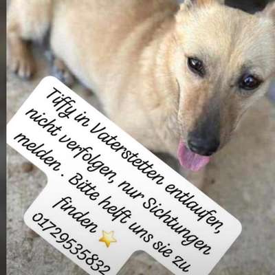 Entlaufene, Gefundene und Vermisste Hunde-Beitrag-Bild