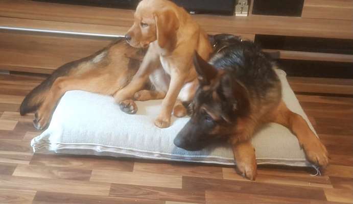 Die Dogorama Wochen Challenge "Friends will be Friends"-Beitrag-Bild