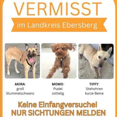 Entlaufene, Gefundene und Vermisste Hunde-Beitrag-Bild