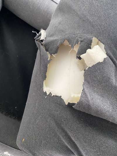 Zeig mir, dass du mit einem hund zusammenlebst....-Beitrag-Bild