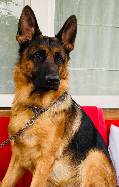 Die Dogorama Kalender Challenge Titelbild-Beitrag-Bild