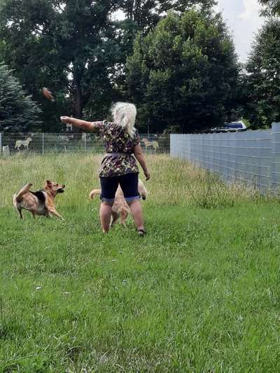 Hundetreffen-Hundetobirunde in Colbitz-Bild