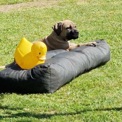 Hundetreffen-Welpentreffen Heinsberg/Geilenkirchen/Gangelt-Profilbild