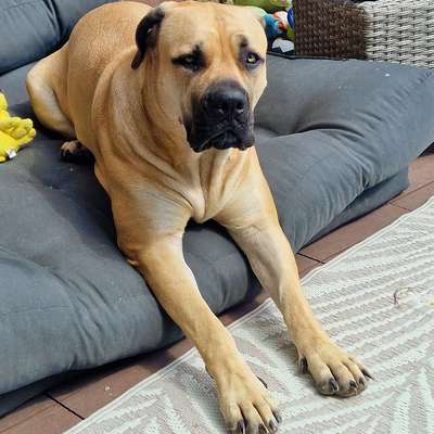 Hundetreffen-Spielstunde und kennenlernen Heinsberg/Geilenkirchen/Gangelt-Bild