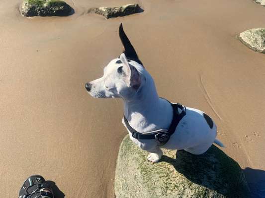 Mischlinge - die beste Rasse die es gibt-Beitrag-Bild