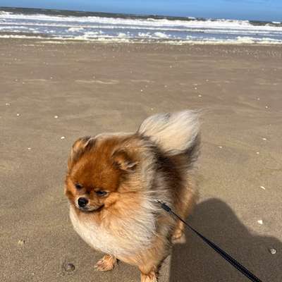 Hundetreffen-Kleine Hunde fur Gassi und Spiel-Bild