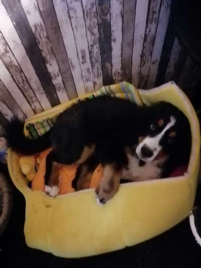 Berner Sennen-Beitrag-Bild