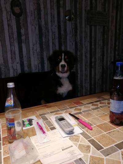 Berner Sennen-Beitrag-Bild