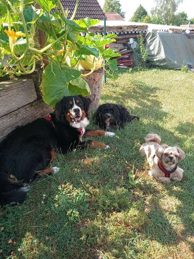 Berner Sennen-Beitrag-Bild