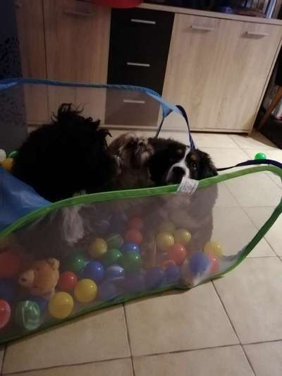 Berner Sennen-Beitrag-Bild