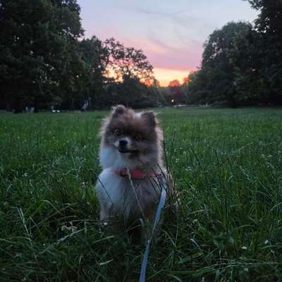 Hundeschulen-Hundetraining Easy Dogs-Bild