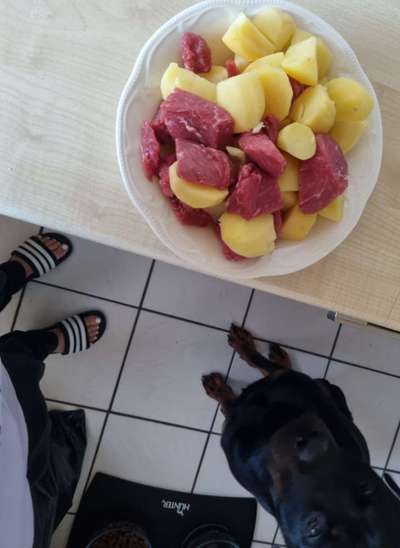 Zeigt her Eure Futternäpfe-Beitrag-Bild