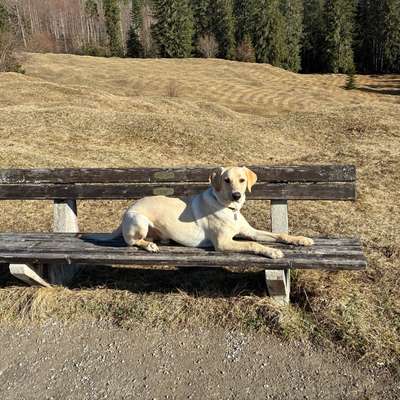 Hundetreffen-Spielpartner gesucht-Bild