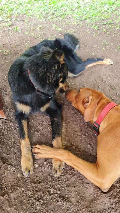 Die Dogorama Wochen Challenge-Beitrag-Bild