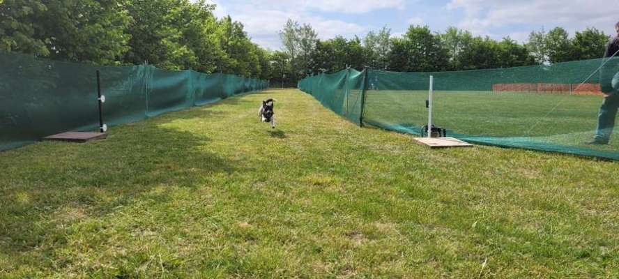 Hunderennen für jeder Mann/ Hund-Beitrag-Bild