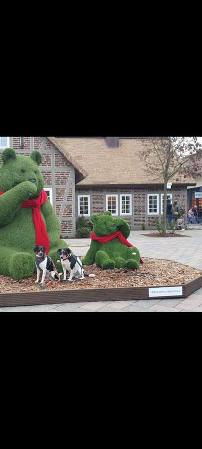 Impulskontrolle Challenge Nr. 11 "Bleib mit Ablenkung"-Beitrag-Bild