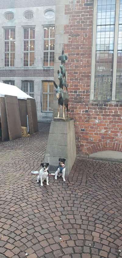 Impulskontrolle Challenge Nr. 11 "Bleib mit Ablenkung"-Beitrag-Bild