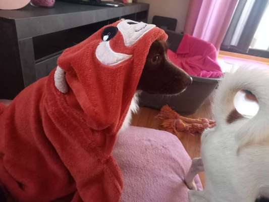 33. Handy Foto Challenge - Verkleidung deines Hundes-Beitrag-Bild