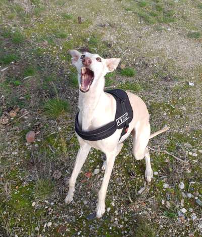 Fotochallenge Nr. 47 - Zeigt die Zähne-Beitrag-Bild