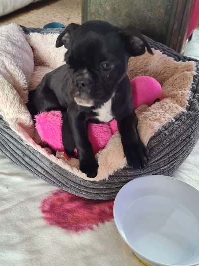 Welpen Panik?-Beitrag-Bild