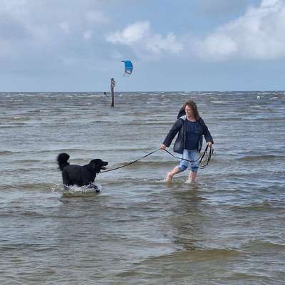 Hundetreffen-Mantrailing privat und zum Spass-Profilbild