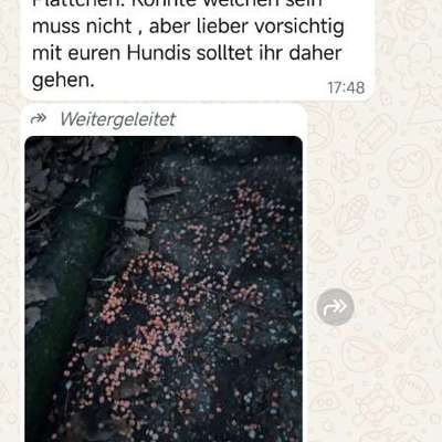 Giftköder-Rattengift Gartensiedlung Wasserturm / Germanenstr.-Bild