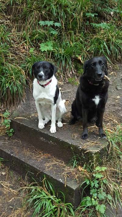 Mischlingshunde Foto Aufruf-Beitrag-Bild