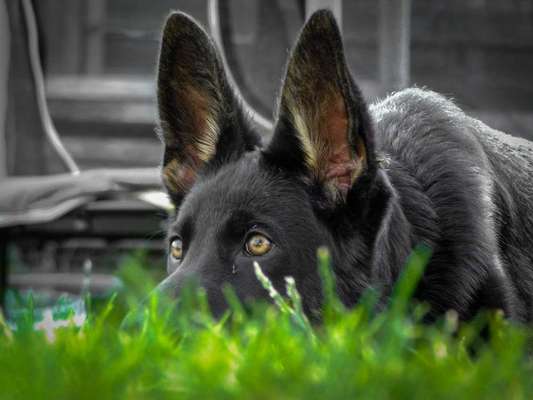 Schäferhund-Beitrag-Bild