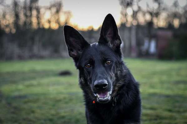Schäferhund-Beitrag-Bild