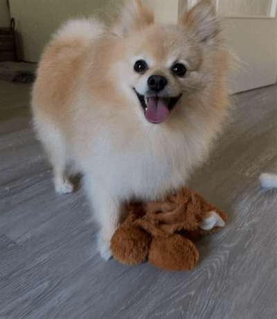 Hundetreffen-Milou sucht Freunde🤗-Bild