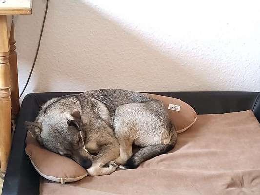 Orthopädisches Hundebett-Beitrag-Bild