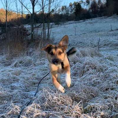 Hundetreffen-Gassirunde 🐾-Bild