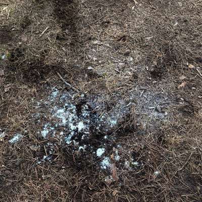 Giftköder-Köder oder Mehl-Bild