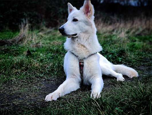 Hundetreffen-Hundetreffen zum Spielen-Bild