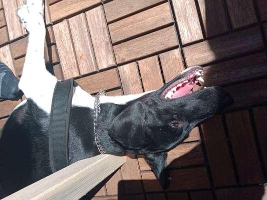 Fotosammlung: ,,Der natürliche Hund" Unbearbeitet, ungestellt und in Natura-Beitrag-Bild