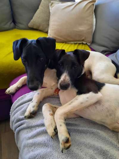 Welche Hunderasse-Beitrag-Bild