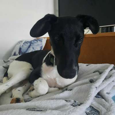 Seltene Rassen!-Beitrag-Bild