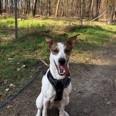 Hundetreffen-Spielpartner gesucht-Bild