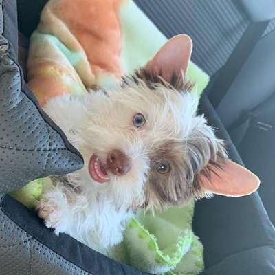 Die Dogorama Wochen Challenge-Beitrag-Bild