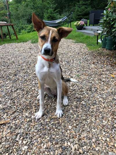 Mischlingshunde Foto Aufruf-Beitrag-Bild