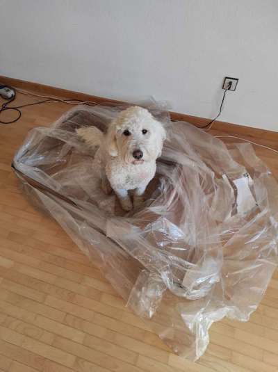 Postet das beste Foto von euren 4 beinern-Beitrag-Bild